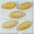 Cantaloupe 